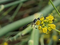 Gasteruptiidae