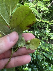 Vaccinium erythrocarpum