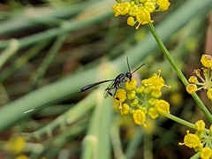 Gasteruptiidae