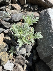 Chaenactis thompsonii