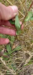 Hieracium sabaudum
