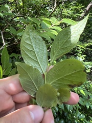 Vaccinium erythrocarpum
