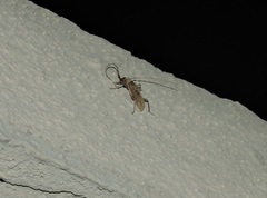 Eburia