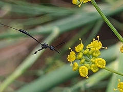 Gasteruptiidae