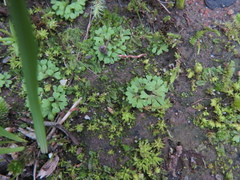 Riccia subbifurca