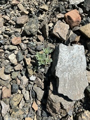 Chaenactis thompsonii