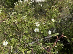 Rosa sericea