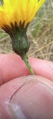 Hieracium sabaudum