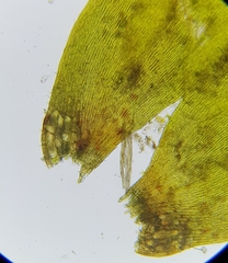 Fontinalis squamosa
