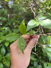 Vaccinium erythrocarpum