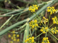 Gasteruptiidae