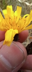Hieracium sabaudum