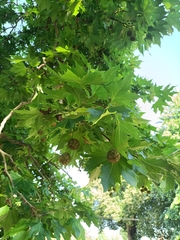 Platanus