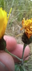 Hieracium sabaudum