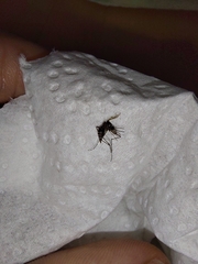 Aedes albopictus