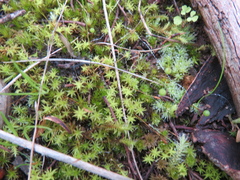 Bartramia nothostricta