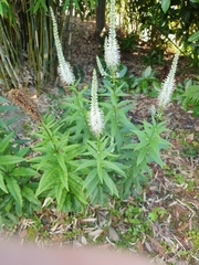 Veronicastrum