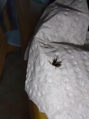 Aedes albopictus