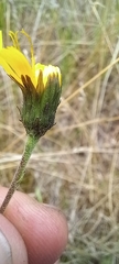 Hieracium sabaudum