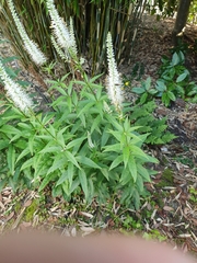 Veronicastrum