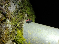 Enchophyllum cruentatum