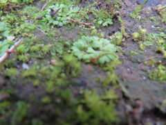 Riccia subbifurca