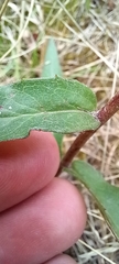 Hieracium sabaudum