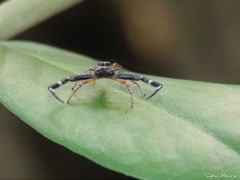 Lurio conspicuus