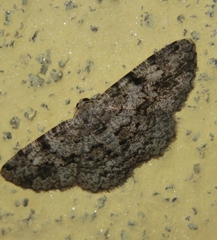 Ectropidia shoreae