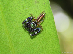 Lurio conspicuus