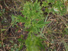 Artemisia vulgaris