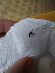 Aedes albopictus