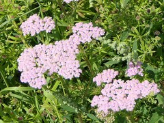 Achillea millefolium
