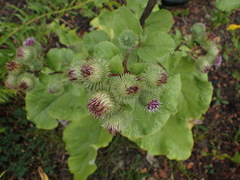 Arctium lappa