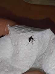 Aedes albopictus