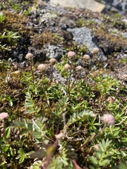 Antennaria monocephala