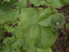 Arctium lappa