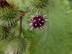 Arctium lappa