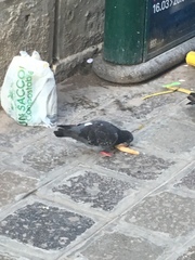 Columba livia domestica