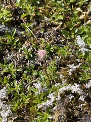 Antennaria monocephala