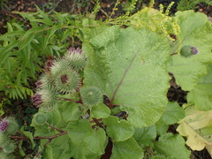 Arctium lappa