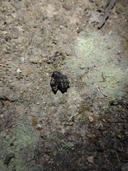 Sternechus tuberosus