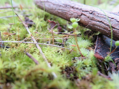 Bartramia nothostricta