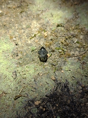 Sternechus tuberosus