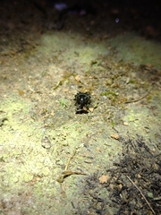 Sternechus tuberosus