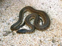 Thamnophis validus celaeno
