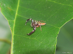 Lurio conspicuus