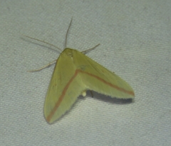 Rhodometra sacraria