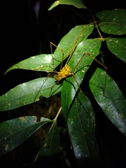 Goniosoma unicolor