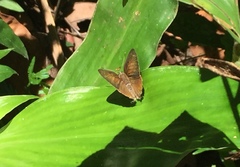 Deudorix epijarbas cinnabarus